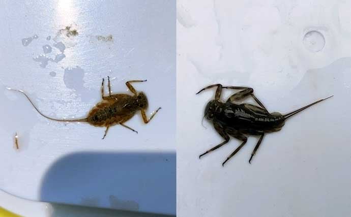 「エサの生態を知れば釣果アップ！」渓流釣りエサ【キンパク・ヒラタ・ピンチョロ】を解説