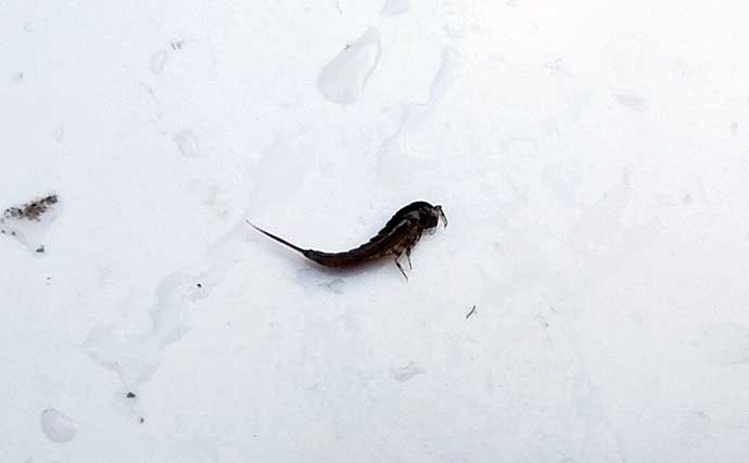 「エサの生態を知れば釣果アップ！」渓流釣りエサ【キンパク・ヒラタ・ピンチョロ】を解説