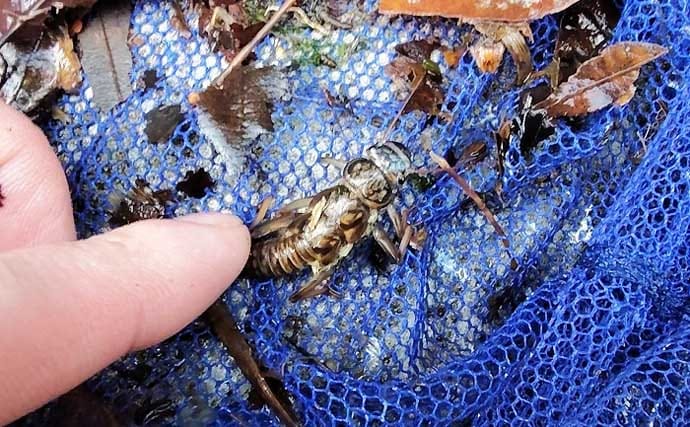 「エサの生態を知れば釣果アップ！」渓流釣りエサ【キンパク・ヒラタ・ピンチョロ】を解説