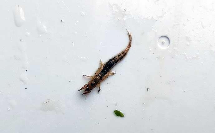 「エサの生態を知れば釣果アップ！」渓流釣りエサ【キンパク・ヒラタ・ピンチョロ】を解説