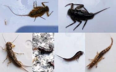 「エサの生態を知れば釣果アップ！」渓流釣りエサ【キンパク・ヒラタ・ピンチョロ】を解説