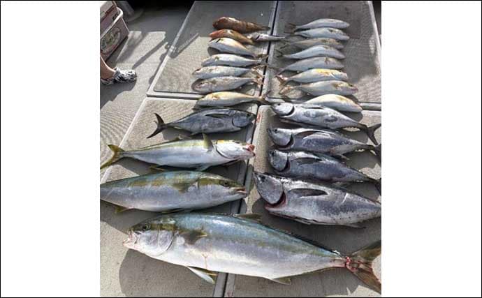 【沖釣り釣果速報】落とし込み釣りでヒラマサ107cm浮上!エサ付き抜群で青物ラッシュ!(福岡)