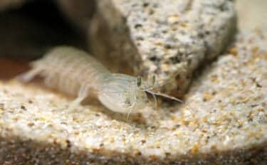 江戸前寿司の看板ネタ「シャコ」は死ぬと身が溶けて消えるって本当？