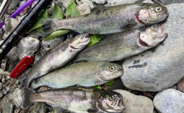 奥多摩の渓流釣りが禁漁に 熊の出没も相次いだ今シーズンを振り返る【東京】