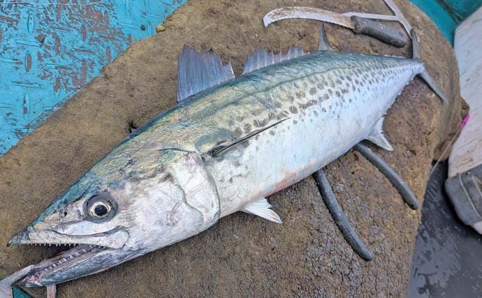 「雨と強風の中でサワラ3kg！」一瞬のボイルを射止めた石鏡沖キャスティングゲーム【三重】