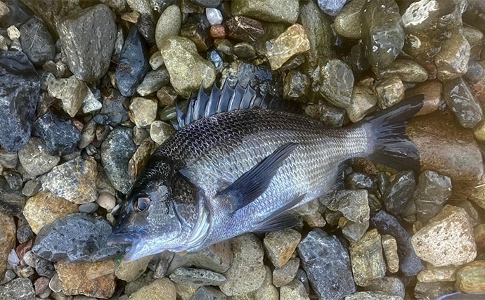 「キャッチ率70%越え?」クロダイを確実に釣りたいなら【カニジグヘッド釣法】がオススメ!