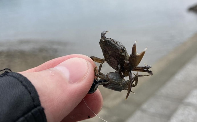 「キャッチ率70%越え?」クロダイを確実に釣りたいなら【カニジグヘッド釣法】がオススメ!