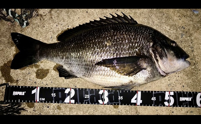 「キャッチ率70%越え?」クロダイを確実に釣りたいなら【カニジグヘッド釣法】がオススメ!