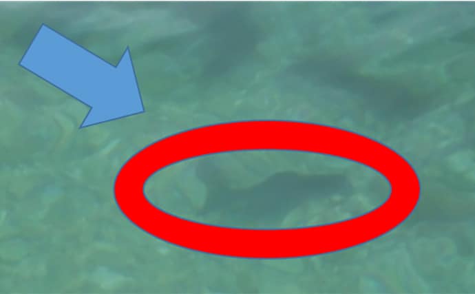 「キャッチ率70%越え?」クロダイを確実に釣りたいなら【カニジグヘッド釣法】がオススメ!