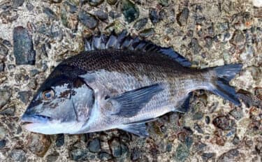 「キャッチ率70％越え？」クロダイを確実に釣りたいなら【カニジグヘッド釣法】がオススメ！