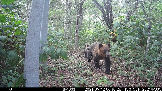 南知床・ヒグマ情報センターは標津町内のヒグマ出没多発スポットにカメラを設置しヒグマの行動を常時監視。3頭のヒグマがこの獣道を頻繁に通るという