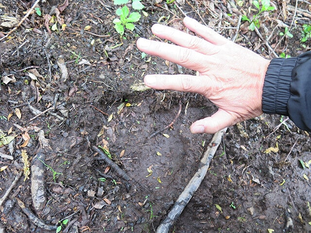 出没多発スポットで見つけたヒグマの前足の足跡。ヒグマ情報センターの主任分析官、藤本靖氏によると、「足の大きさ(横幅)は14㎝程度。推定160~170㎏の小~中サイズのヒグマで、1週間以上前の足跡だからビビらなくても大丈夫」