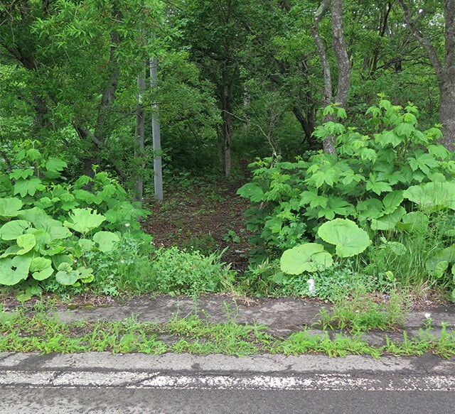 道路側から見た出没多発スポット。ヒグマが頻繁に通るため林の中に獣道ができている。ヒグマだけでなくエゾシカもよく利用するという