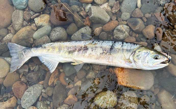 鮭川の鮭有効利用調査で良型73cm4.6kg浮上！【山形】仲間は念願の初サケを手に