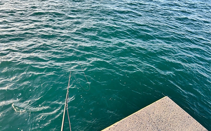 話題のエギを使ったエギングでコウイカ2発【熊本】動かさなくても釣れるエギだった？