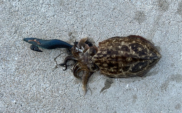 話題のエギを使ったエギングでコウイカ2発【熊本】動かさなくても釣れるエギだった？