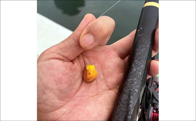 碧南釣り広場のウキフカセ釣り攻略：パイル周りでクロダイ38cm含む4匹キャッチ