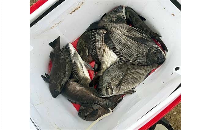 碧南釣り広場のウキフカセ釣り攻略：パイル周りでクロダイ38cm含む4匹キャッチ