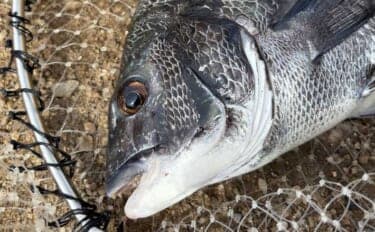 碧南釣り広場のウキフカセ釣り攻略:パイル周りでクロダイ38cm含む4匹キャッチ