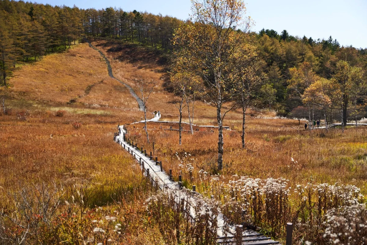 秋の風景写真。木道が湿地帯を通り、遠くには山腹を登る階段が見える。周囲には紅葉した木々が生い茂り、季節の変わり目を表現している。
