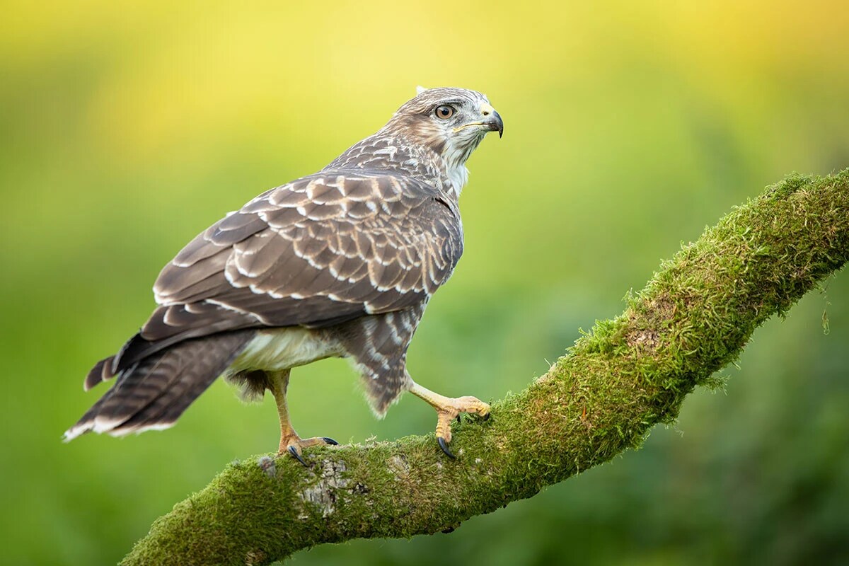 ノスリはタカ科タカ目の鳥で、  山地の林で繁殖する。ヘビやトカゲ、昆虫の他、  ネズミやモグラも食べる。