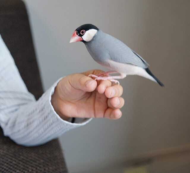 ペットとしても親しまれるブンチョウ。  全長は14㎝ほどで、  大きなくちばしと光沢のある羽根が特徴だ。