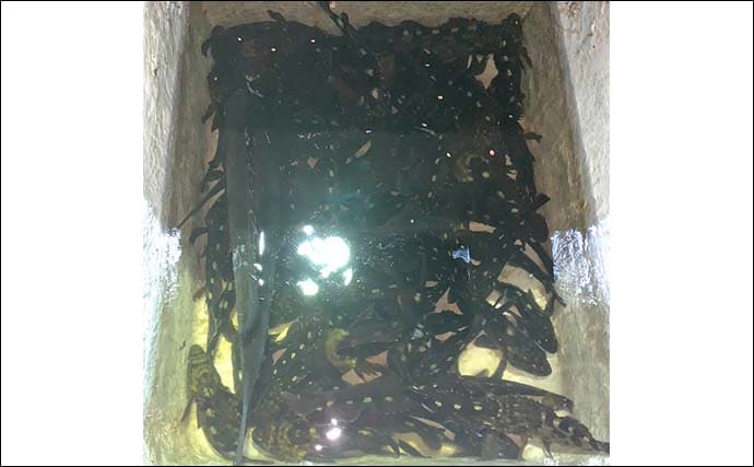 名古屋港ボートロックゲームでカサゴ20匹超え！　ラストに46cmクロダイも登場