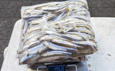 秋本番のボートワカサギ釣りで242尾キャッチ【神奈川・相模湖】群れを読んで手返し良くヒット