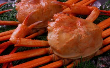 カニは生物の最終形態? 「カニになっていく甲殻類」と「カニから離れていく甲殻類」