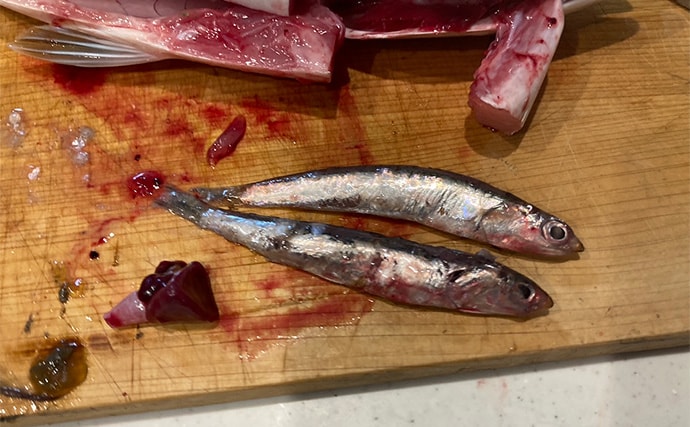 伊勢湾奥キャスティングゲームで「サワラカッター2発」の洗礼に泣く ツバスは連発