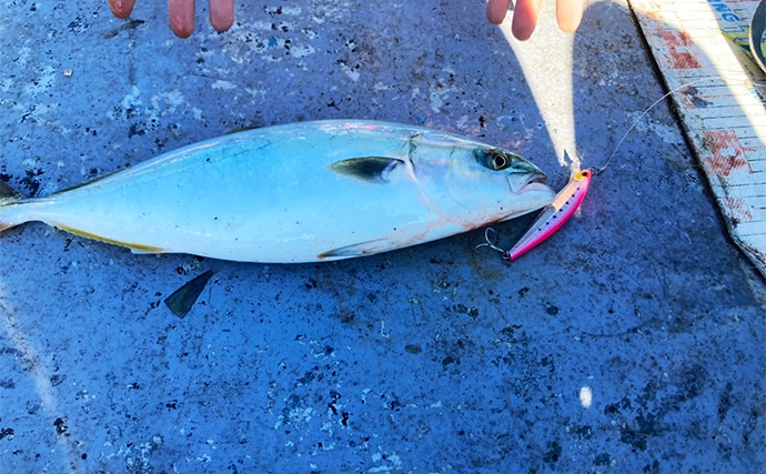 伊勢湾奥キャスティングゲームで「サワラカッター2発」の洗礼に泣く ツバスは連発