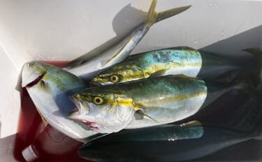 伊勢湾奥キャスティングゲームで「サワラカッター2発」の洗礼に泣く ツバスは連発