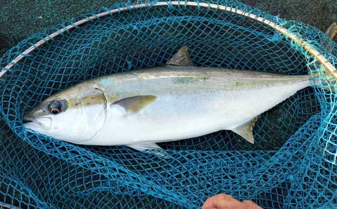 【沖釣り釣果速報】落とし込み釣りで快挙！ヒラマサ106cm＆青物60尾超えの大爆発（福岡）