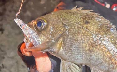 「絶好のチャンス到来中！」地磯メバリングで25cm筆頭に良型メバルが連続ヒット【熊本】