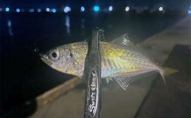 大阪港湾部のアジング釣行で本命アジ手中！ 40cm級サバの猛攻を突破