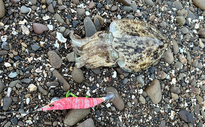 不人気エリアのゴロタ浜でエギングしてみた【熊本】まさかのコウイカ連発に大満足