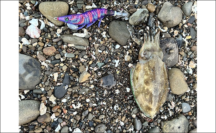 不人気エリアのゴロタ浜でエギングしてみた【熊本】まさかのコウイカ連発に大満足