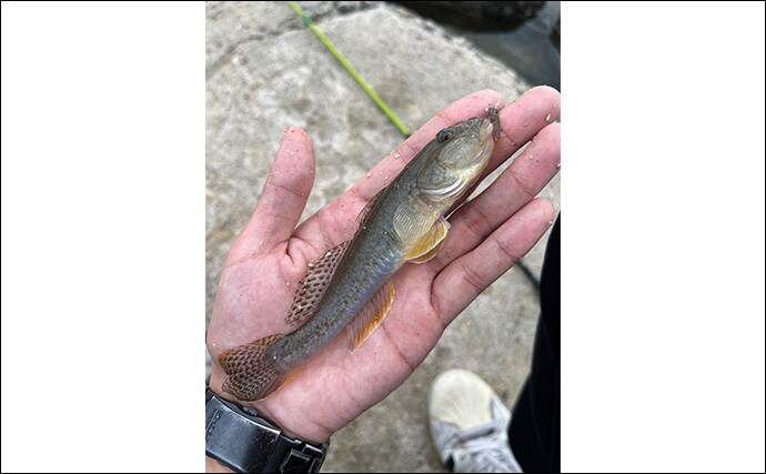 漁港でのちょい投げ釣りで18cm筆頭に良型ハゼが入れ食い!【大阪湾】天ぷらに刺身は絶品