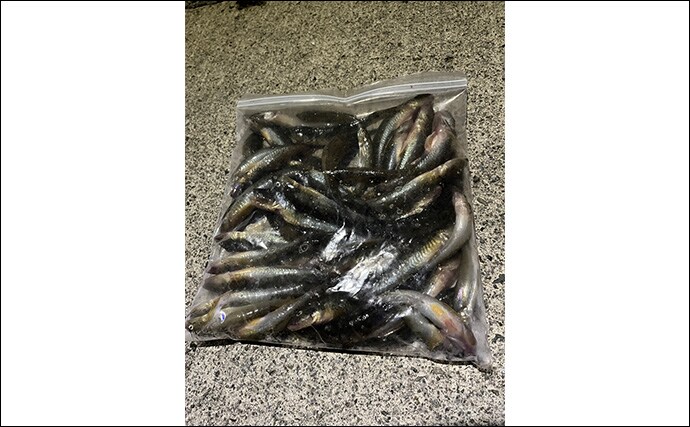 漁港でのちょい投げ釣りで18cm筆頭に良型ハゼが入れ食い!【大阪湾】天ぷらに刺身は絶品
