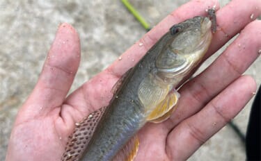 漁港でのちょい投げ釣りで18cm筆頭に良型ハゼが入れ食い！【大阪湾】天ぷらに刺身は絶品