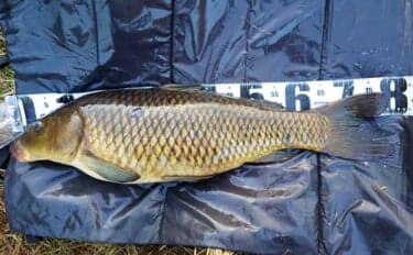 ボイリーエサで80cmコイを釣りあげる【長良川】ノベザオで豪快なファイトを堪能