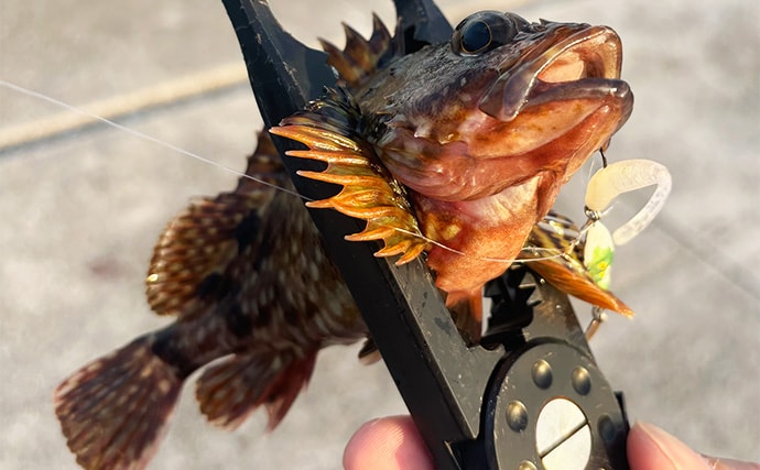 「実は多彩な釣り物に流用可能！」ライトショアジギング（LSJ）タックル流用術　