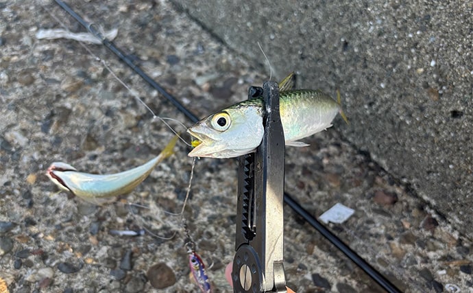 「実は多彩な釣り物に流用可能！」ライトショアジギング（LSJ）タックル流用術　