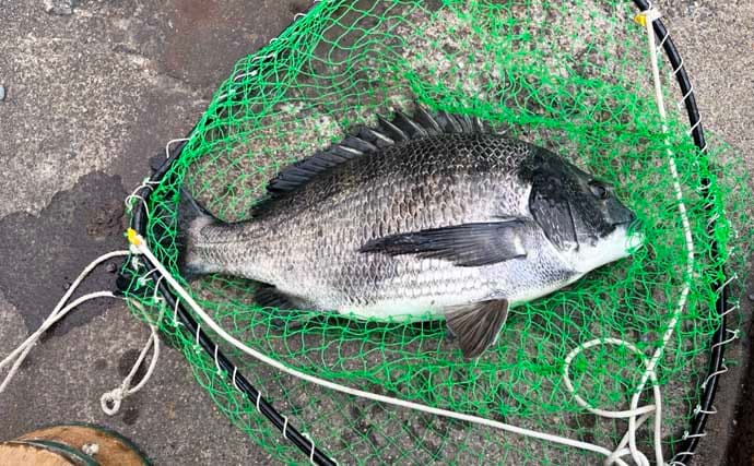 クロダイ乗っ込みシーズン開幕！落とし込み釣りで良型クロダイ2枚【名古屋港】