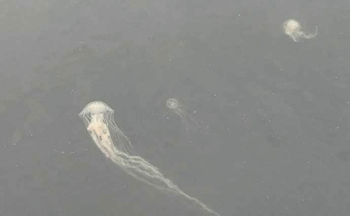 クロダイ乗っ込みシーズン開幕！落とし込み釣りで良型クロダイ2枚【名古屋港】