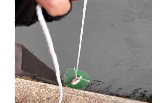 クロダイ乗っ込みシーズン開幕！落とし込み釣りで良型クロダイ2枚【名古屋港】