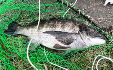 クロダイ乗っ込みシーズン開幕！落とし込み釣りで良型クロダイ2枚【名古屋港】