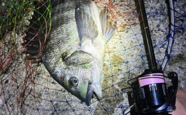 「予算4万円でいける？」チニングに必要な釣り道具を全て揃えてみよう　タモは必要不可欠！