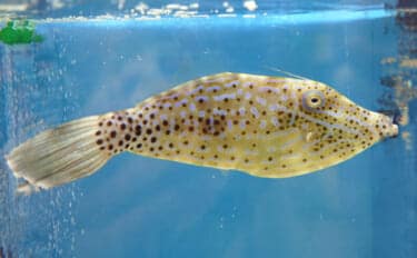 要注意!<食べると危険なサカナたち> 魚が持つ毒にはどんなものがある?