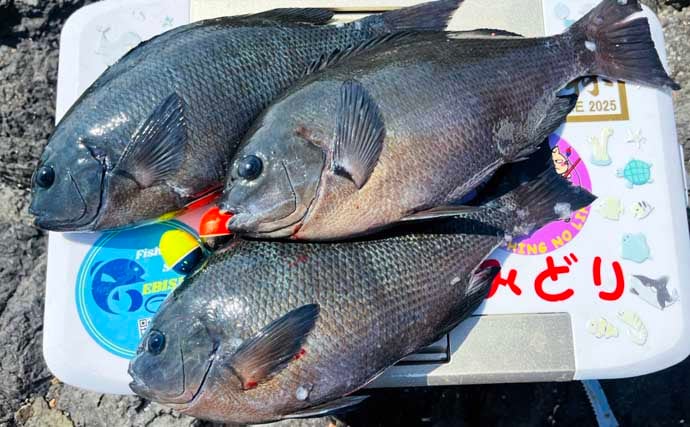 美味しそうな良型クロ（グレ）乱舞！磯フカセ釣りで45cm頭に本命続々【大分・蒲江】